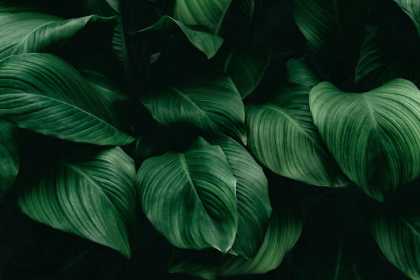 istock tropical leaves, abstract green leaves texture, nature background 1301599830
