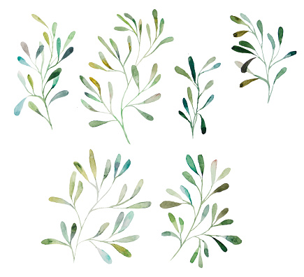 Watercolor botanical leaves illustration set illustration  isolated
