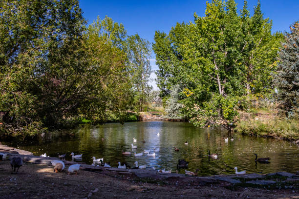 istock Peaceful pond in centre of town. Coledale, Alberta, Canada 1301601561