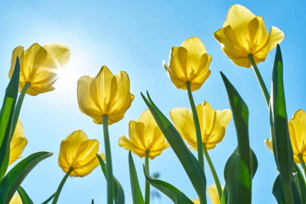 istock beautiful yellow tulips 1301603388