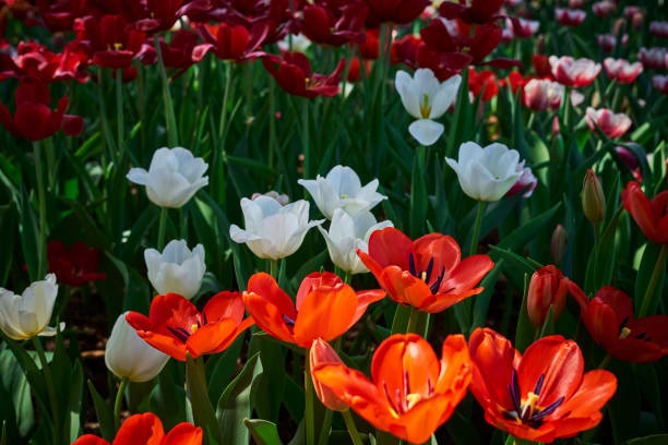 istock beautiful tulips in field 1301603415
