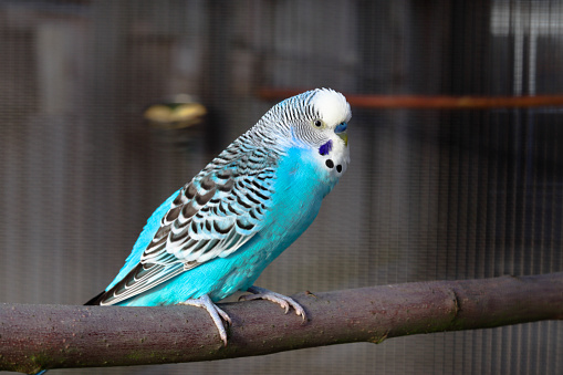 A blue male budgerigar sits on a perch in a domestic aviary