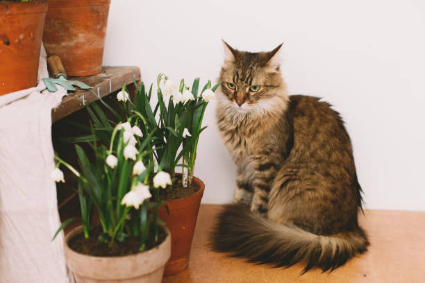istock Cute cat sitting at spring flower plants in clay pots on rustic wood. Hello spring. Gardening 1301607683