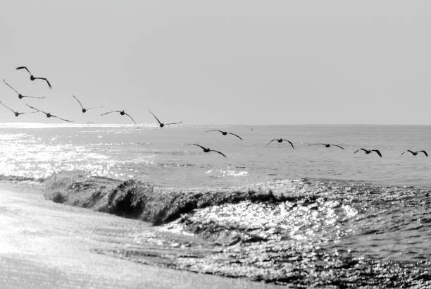istock Pelicans flying over the pacific ocean, Pelecanus occidentalis, Guatemala volcanic beach, Monterrico, central america. 1301607874