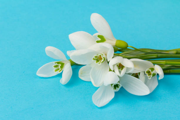 istock Snowdrop on blue background. White springs flower in close-up with copy space. 1301608509