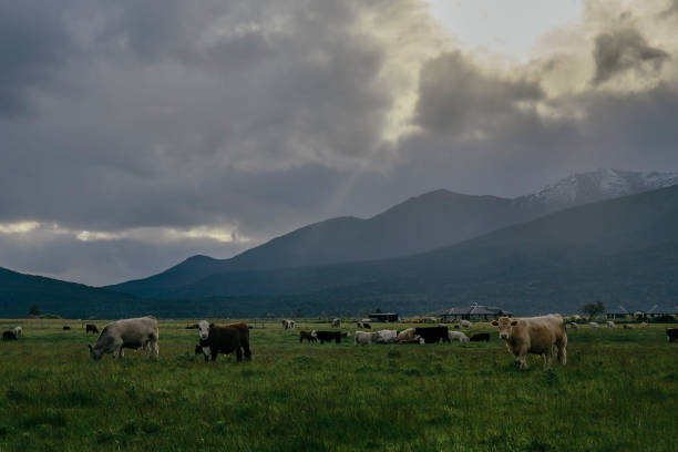 istock cows in a field in switzerland with mountains in the background 1301610044