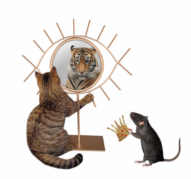 istock Cat looks at eye shaped mirror 3 1301612191
