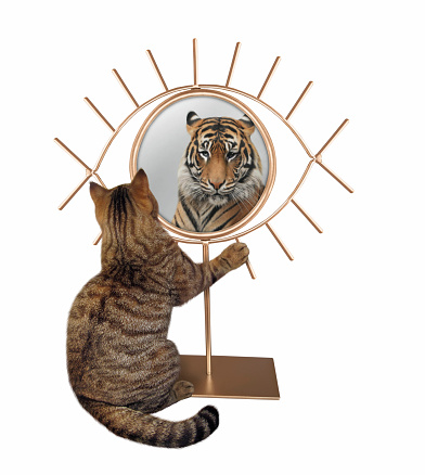 A beige cat stares his reflection in a golden eye shaped mirror. He sees a tiger there. White background. Isolated.