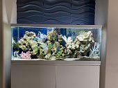 Salt water fish tank
