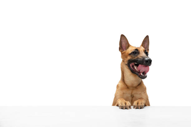istock Young Belgian Shepherd Malinois is posing. Cute doggy or pet is playing, running and looking happy isolated on white background. 1301615992