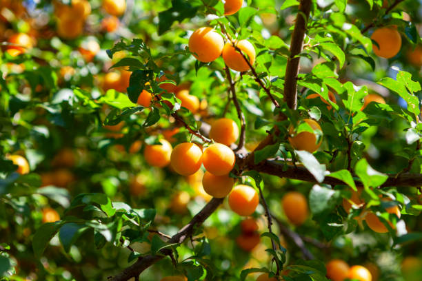 istock Wild cherry plum growing on the branches 1301617382