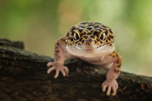 The common leopard gecko is a nocturnal, ground-dwelling lizard native to the rocky dry grassland and desert regions of Afghanistan, Iran, Pakistan, India, and Nepal.
