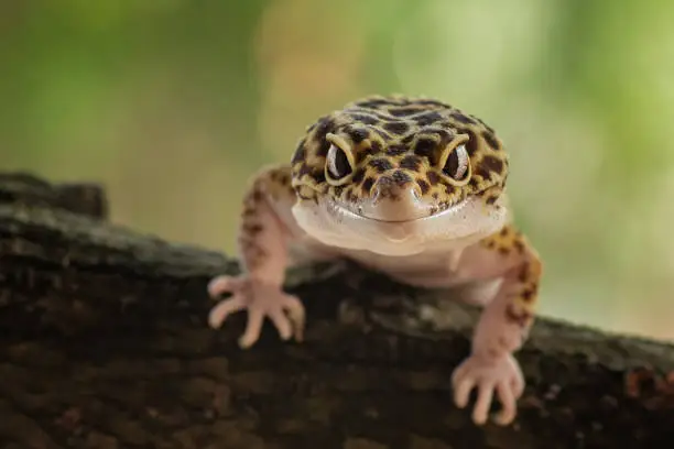 Photo of leopard gecko on tree branch