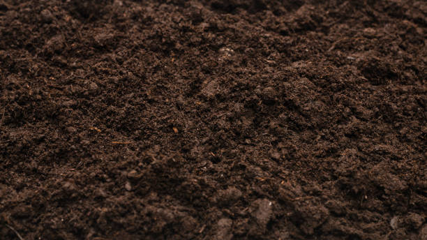 istock Black land for plant background. 1301618373