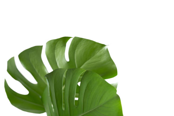 istock Green plant monstera on white background. 1301618496