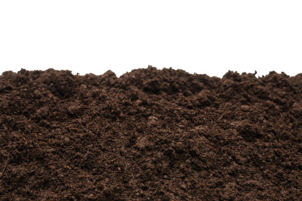istock Black land for plant. 1301618533