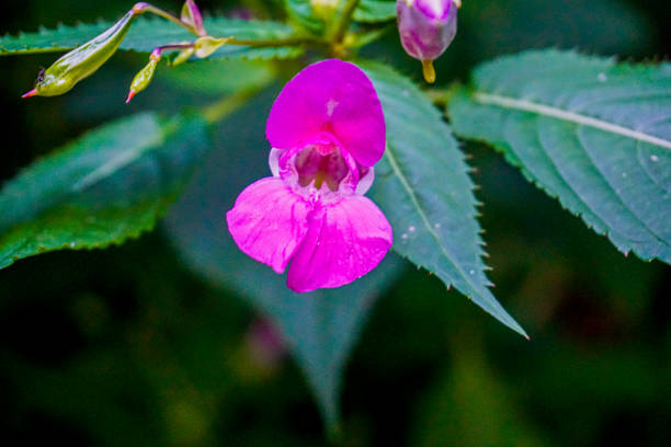 blüte einer rosa impatiens glandulifera blume - indisches springkraut stock-fotos und bilder