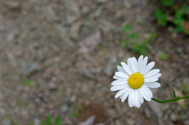 istock single white daisy flower on brown background with copy space 1301619855