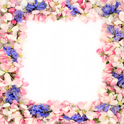 Spring apple blossom & bluebell flower border on white background with white copy space.