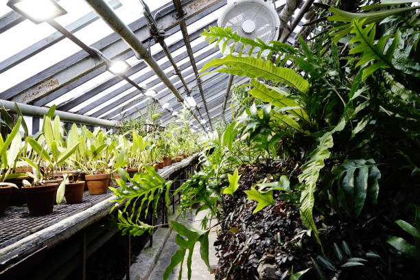istock Orangery interior with cultivated plants 1301621160