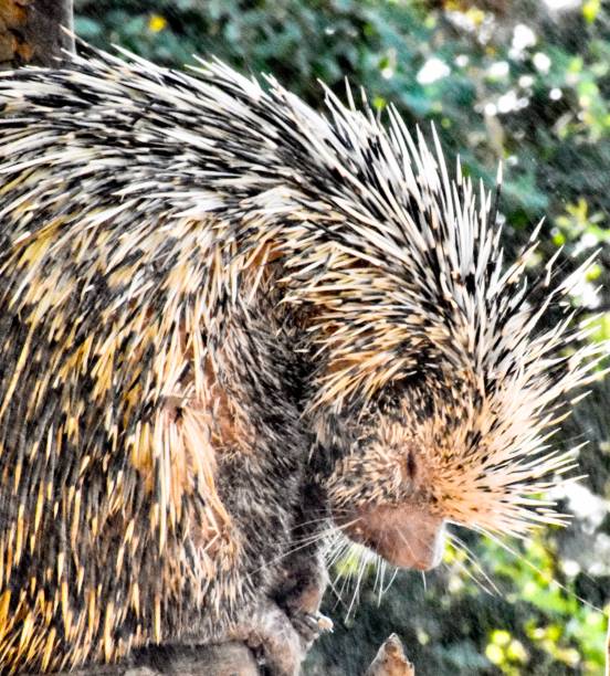 istock Cute sleeping wild Porcupine with sharp quills 1301621361