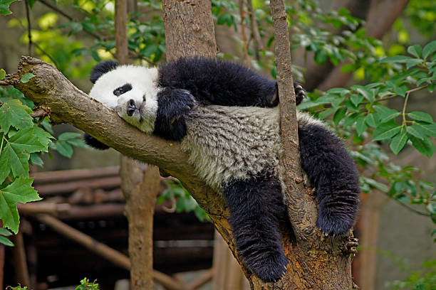 panda stock photo