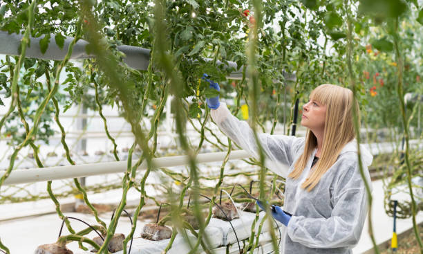 istock Female Botanist Examining Tomatoes In Greenhouse 1301622470