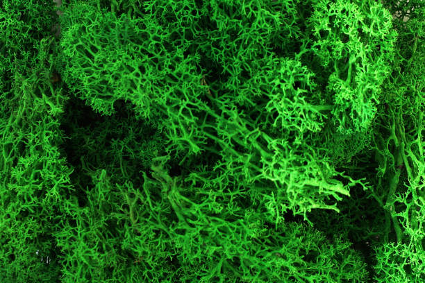 istock green stabilized preserved moss for ecological interior design close-up 1301623055