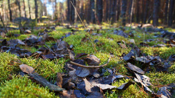 istock sunny day in a pine forest, long shadows from pines 1301623064