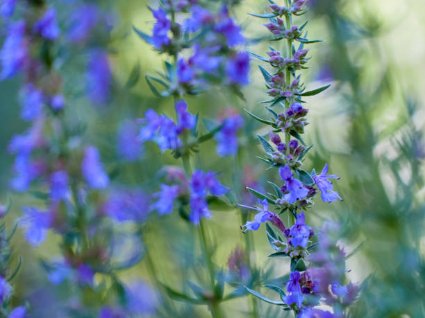 istock Flowers of Hyssopus officinalis 1301624427
