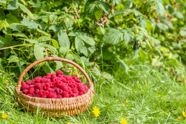 istock Basket of raspberries in the garden under raspberry bushes 1301624878
