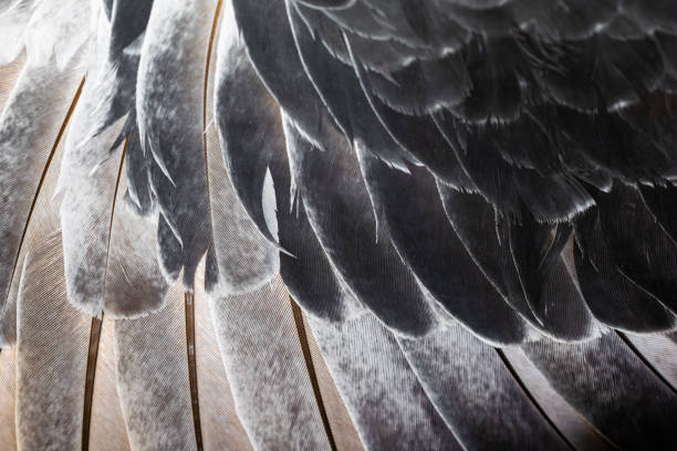 istock black pigeon feathers with visible detail. background 1301625569