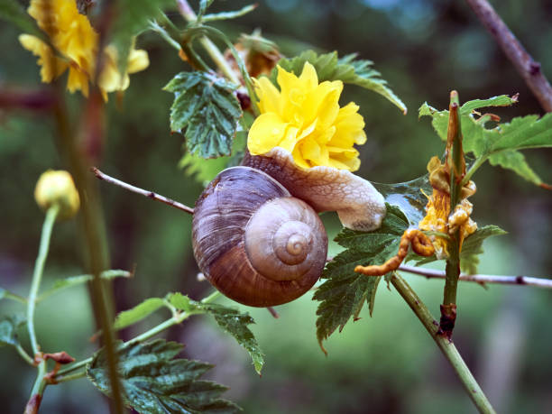 istock Snail on a flowering bush 1301625967