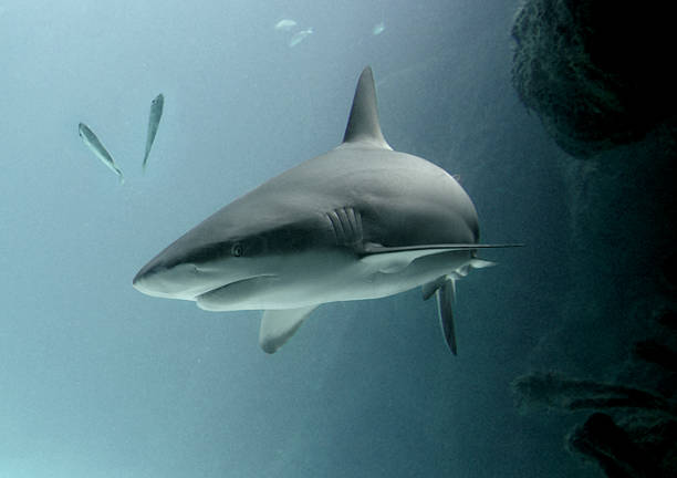 SHARK Lurking Beneath is a dangerous Bull Shark stock photo