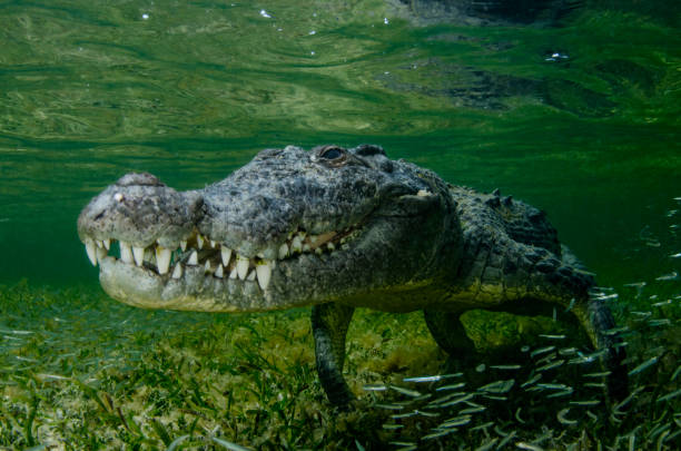 istock American Crocodile Underwater Close Up 1301627299