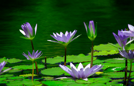 A grouping of water lilies on a bright sunny day in full bloom as the lily pads float along side them.