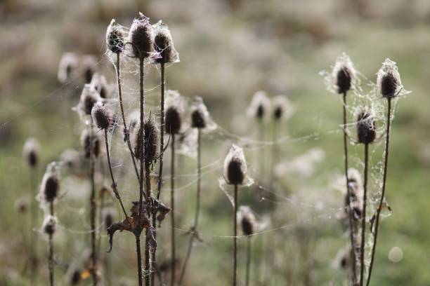 istock Dry thistle plant in backlight in the morning 1301627365