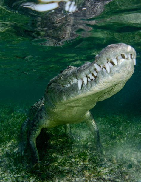 istock American Crocodile Underwater Rising 1301627388