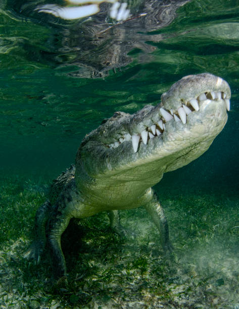 American Crocodile Underwater Rising stock photo