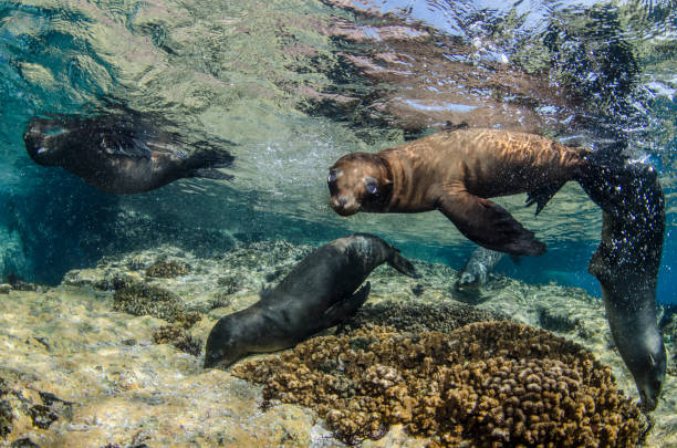istock Playful California Sea Lions 1301627449