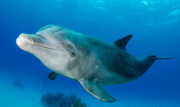 istock Bottlenose Dolphin In Wild Swimming Above Reef 1301627524