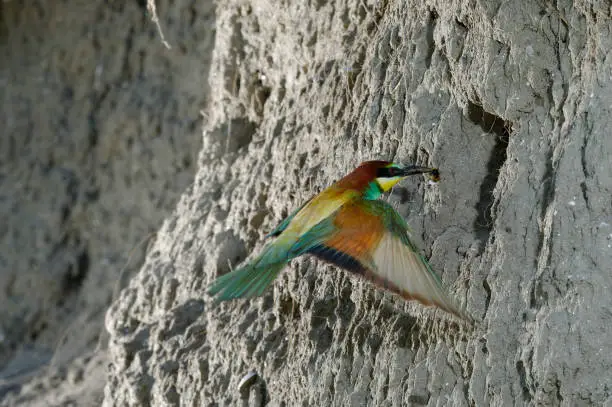 European bee-eater flying to the nest