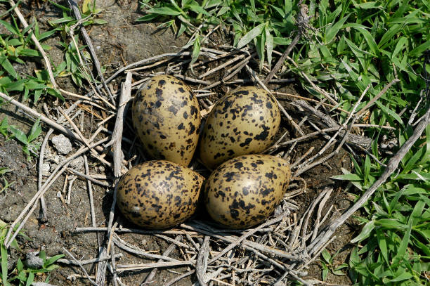 istock Eggs of Black winged stilt 1301628311