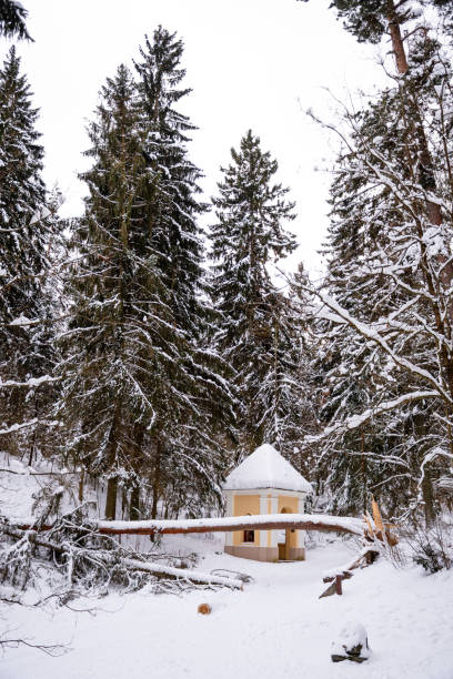 istock Secular old giant pine tree trunk covered by the snow fallen on the path 1301628337