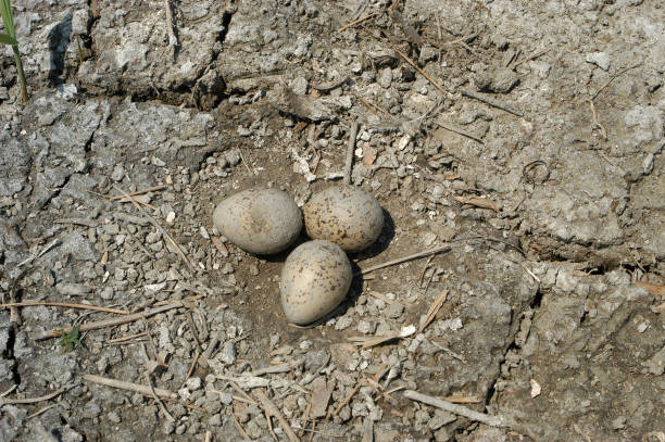 istock Eggs of little ringed plover (Charadrius dubius) 1301628592