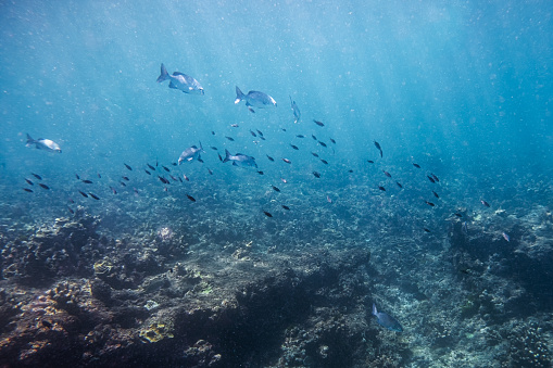 School of fish swimming on coral reef in blue sea