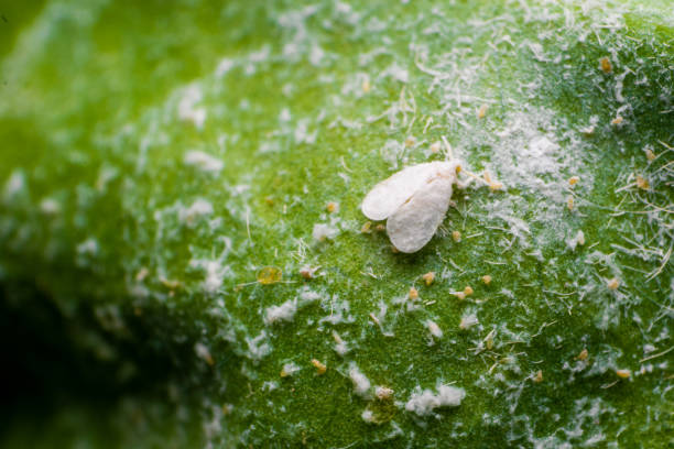 白いハエは葉の上に卵を持つ害虫を昆虫にします。これらは農作物害虫です。 - insect macro fly magnification ストックフォトと画像