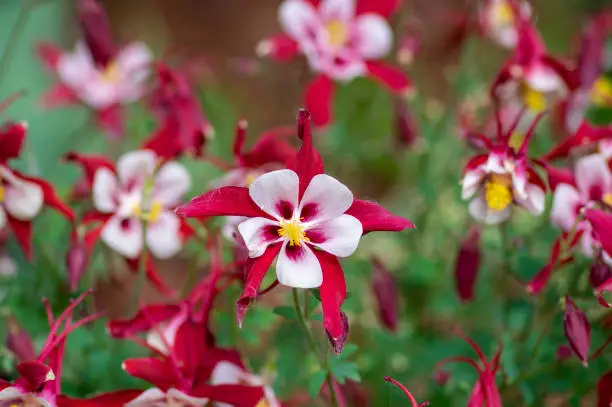 Aquilegia caerulea red white yellow flowering plant, beautiful ornamental herbaceous perennial flowers in bloom, stars flower shape