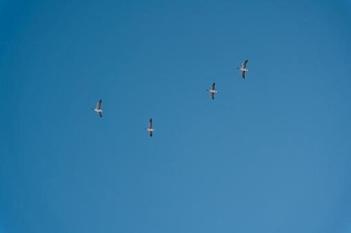 A flock of migrating greylag geese flying in formation. In silhouette against blue clear sky.