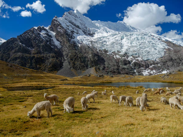 bellissime montagne con cime di neve e cielo blu - huaraz foto e immagini stock